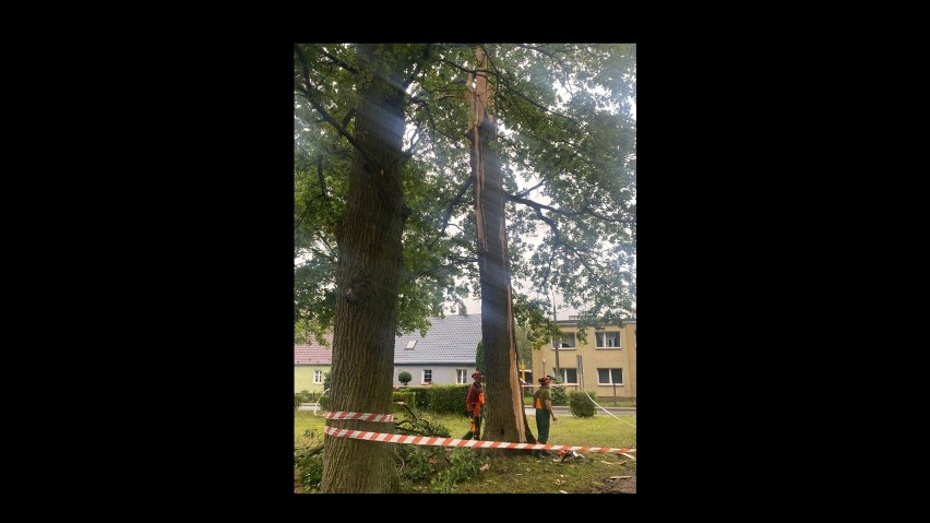 Tyle zostało w dębu trafionego piorunem...