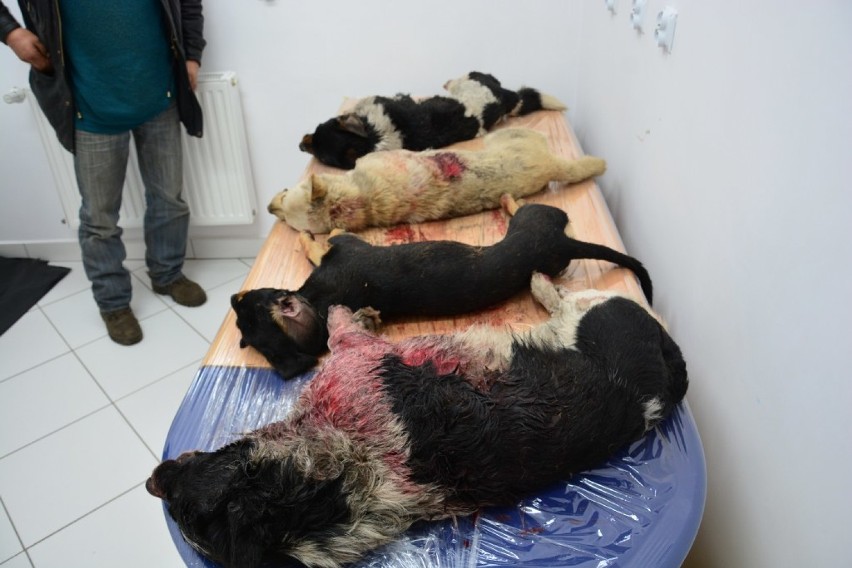 Zabite psy w Grzegorzewie