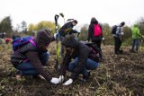 Głogów: Posadzą drzewa i krzewy. Zobacz gdzie w mieście będzie zieleniej