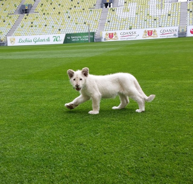 Biały lew na PGE Arenie