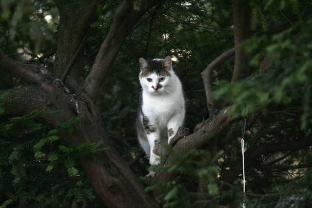 Tego kota można spotkać w legnickim parku