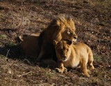 Lwy w gdańskim ZOO. Królewska rodzina powiększy się w czerwcu o cztery małe lwiątka