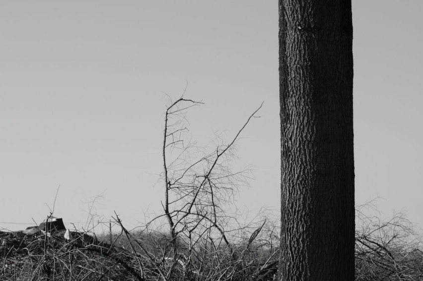 Wycinają drzewa w Wielikącie. ZDJĘCIA FOTONU