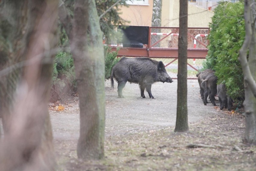 Poznańska Straż Miejska w czwartek rano odebrała trzy...