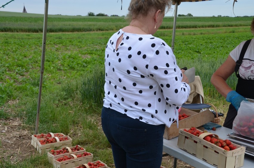 Truskawki koło Krzepowa są bardzo smaczne. Przyjeżdżają po...