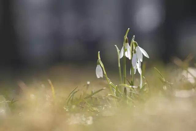 Chociaż w niektórych rejonach Polski wciąż dużo jest śniegu, zza chmur coraz częściej pojawia się słońce, dzień jest coraz dłuższy, a w niektórych miejscach zaczynają pojawiać się przebiśniegi. Czy to już wiosna? >>>