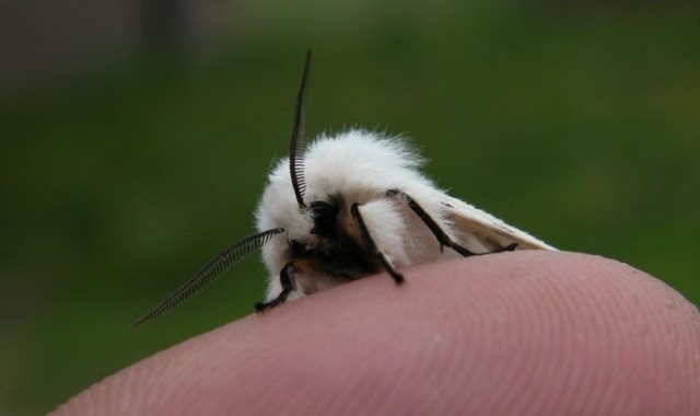 Szewnica miętówka ( Spilosoma lubricipeda )