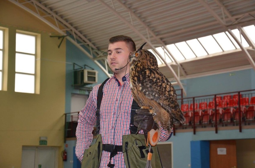 Drapieżne ptaki zawitały do Ostrów nad Okszą [ZDJĘCIA]