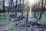 Zakaz wstępu do lasów. Także tych w Grudziądzu i powiecie grudziądzkim