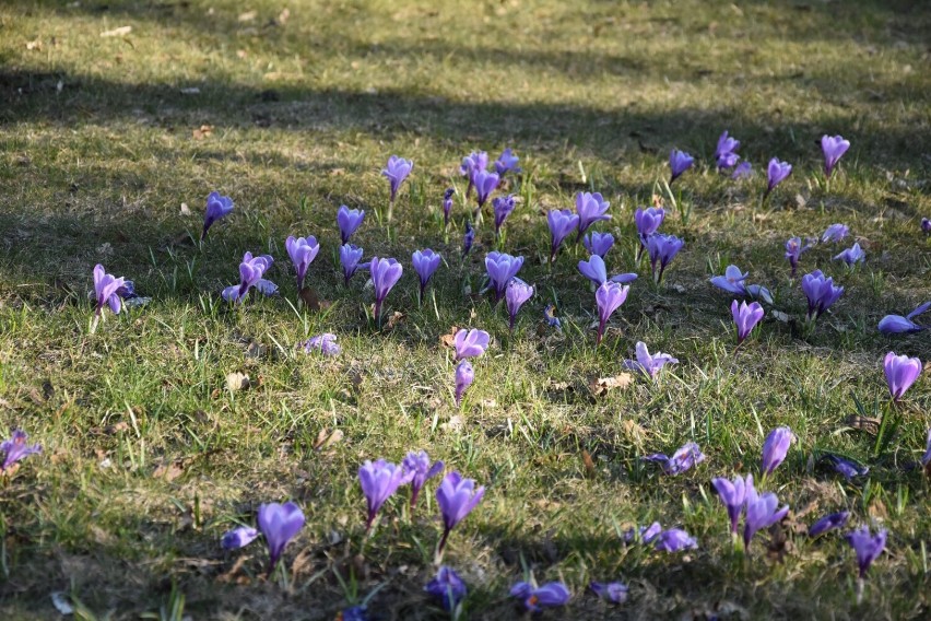 Gniezno: W miejskich parkach widać pierwsze oznaki wiosny [20.03.2022]