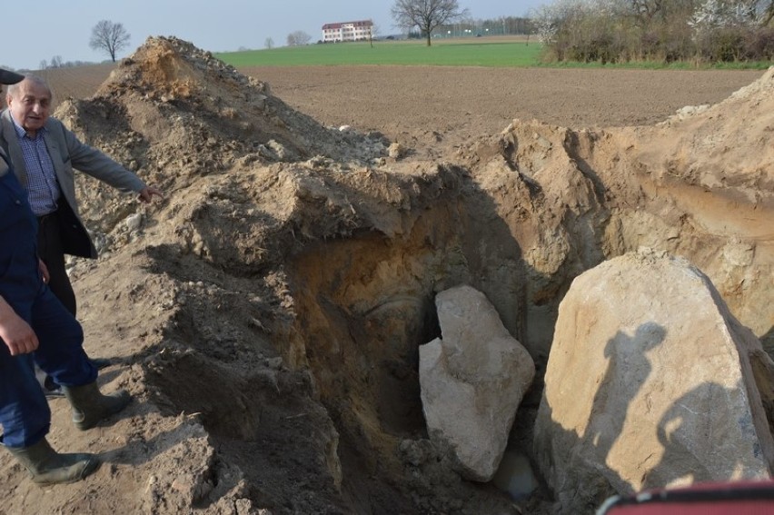 Głaz gigant odkryty na polu rolnika w Domaniewie