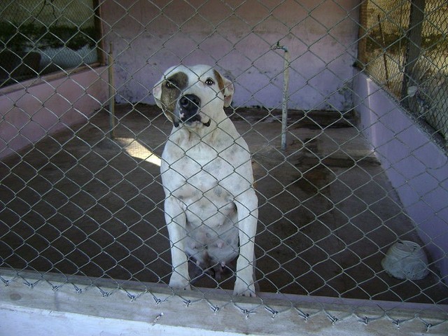 Źródło: http://commons.wikimedia.org/wiki/File:Cachorrinho.JPG