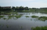Poznań - Poziom Warty wysoki, ale powódź nam nie grozi [ZDJĘCIA, WIDEO]