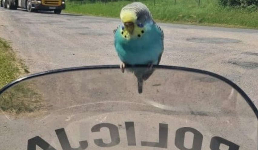 Zagubiona papuga "kontrolowała" policjantów. Teraz czeka na właściciela w Lecznicy dla zwierząt w Szówsku