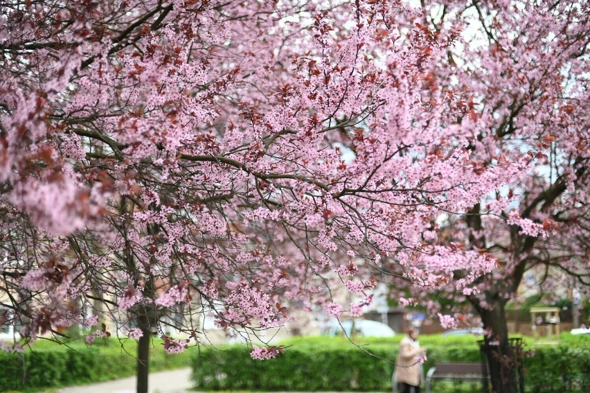 Różowe drzewa zachwycają mieszkańców Warszawy