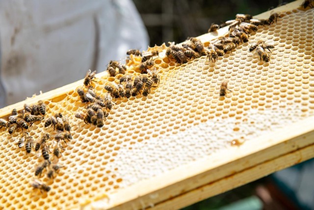 I termin interwencji pszczelarskich zakończył się wiosną. Wiemy, kiedy będzie planowany II termin.