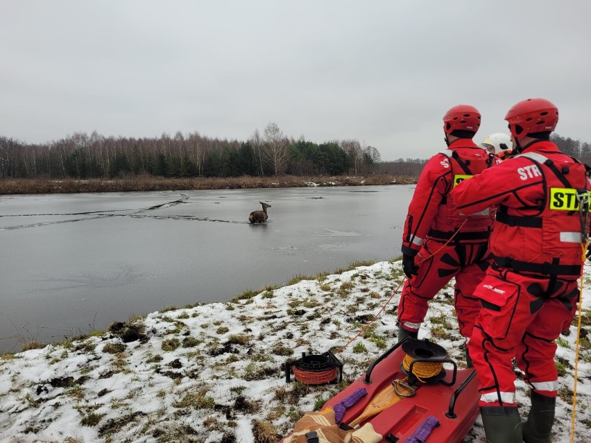 Strażacy uratowali łanię jelenia, pod którą załamał się lód