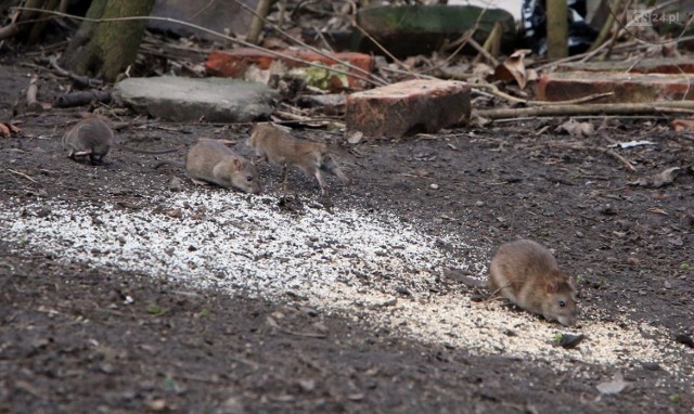 Szczury na Niebuszewie czują się coraz swobodniej i w biały dzień beztrosko zwiedzają podwórka i wiaty śmietnikowe