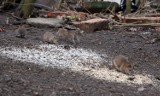 „Szczurmagedon” w Szczecinie . Gryzonie zwiedzają klatki schodowe