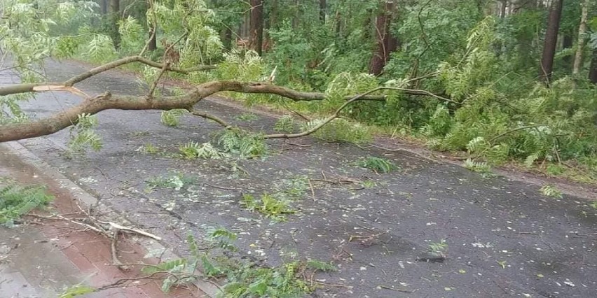 Przewrócone drzewo na drodze powiatowej w Mrówkach