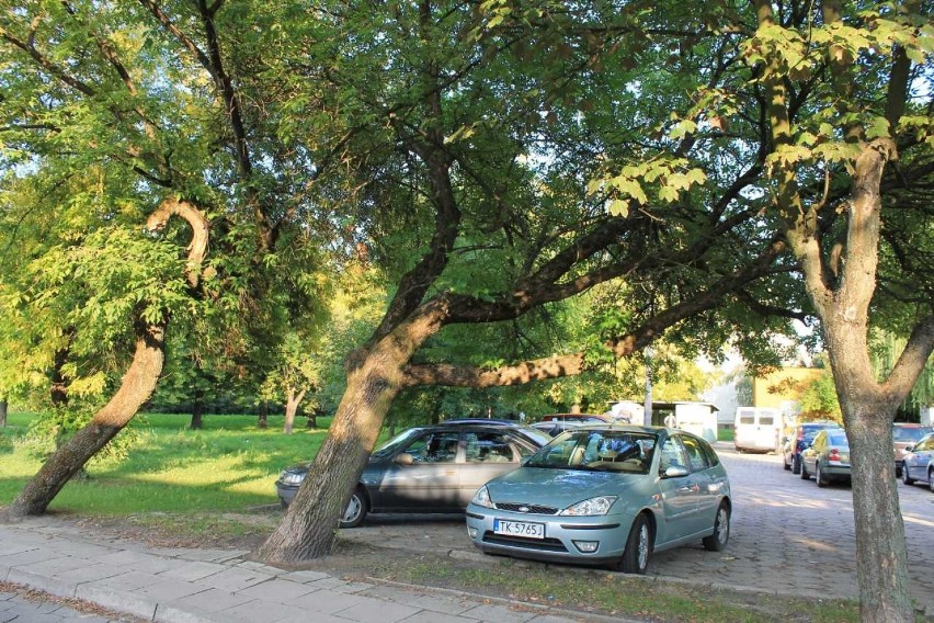 Kontrowersyjna wycinka dębów przy ulicy Jarzębinowej na osiedlu Sady w Kielcach
