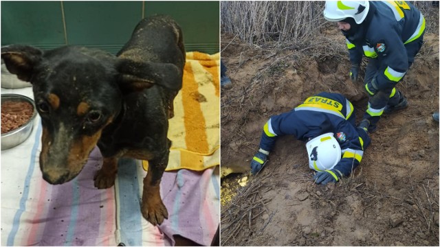 Piesek uratowany przez strażaków nie odniósł żadnych obrażeń o został przekazany pod opiekę do Schroniska w Borku. Już jednak odnalazł się jego właściciel