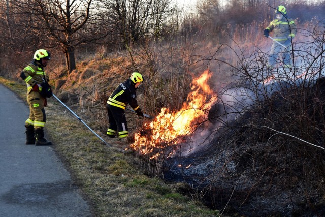 Setki ludzi zaangażowanych w walkę z plagą podpaleń zaniedbanych łąk