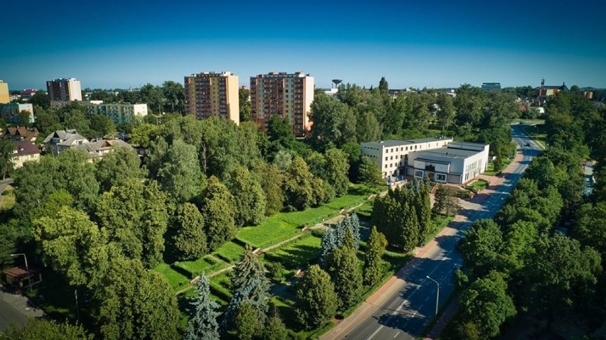 Mieszkańcy Starachowic zdecydowali, że nie będzie wycinki drzew przed Parkiem Kultury