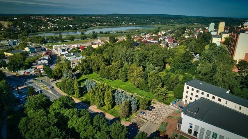 Mieszkańcy Starachowic zdecydowali, że nie będzie wycinki drzew przed Parkiem Kultury
