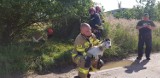 Strażacy z Jeleniej Góry ruszyli na ratunek uwięzionym kózkom!