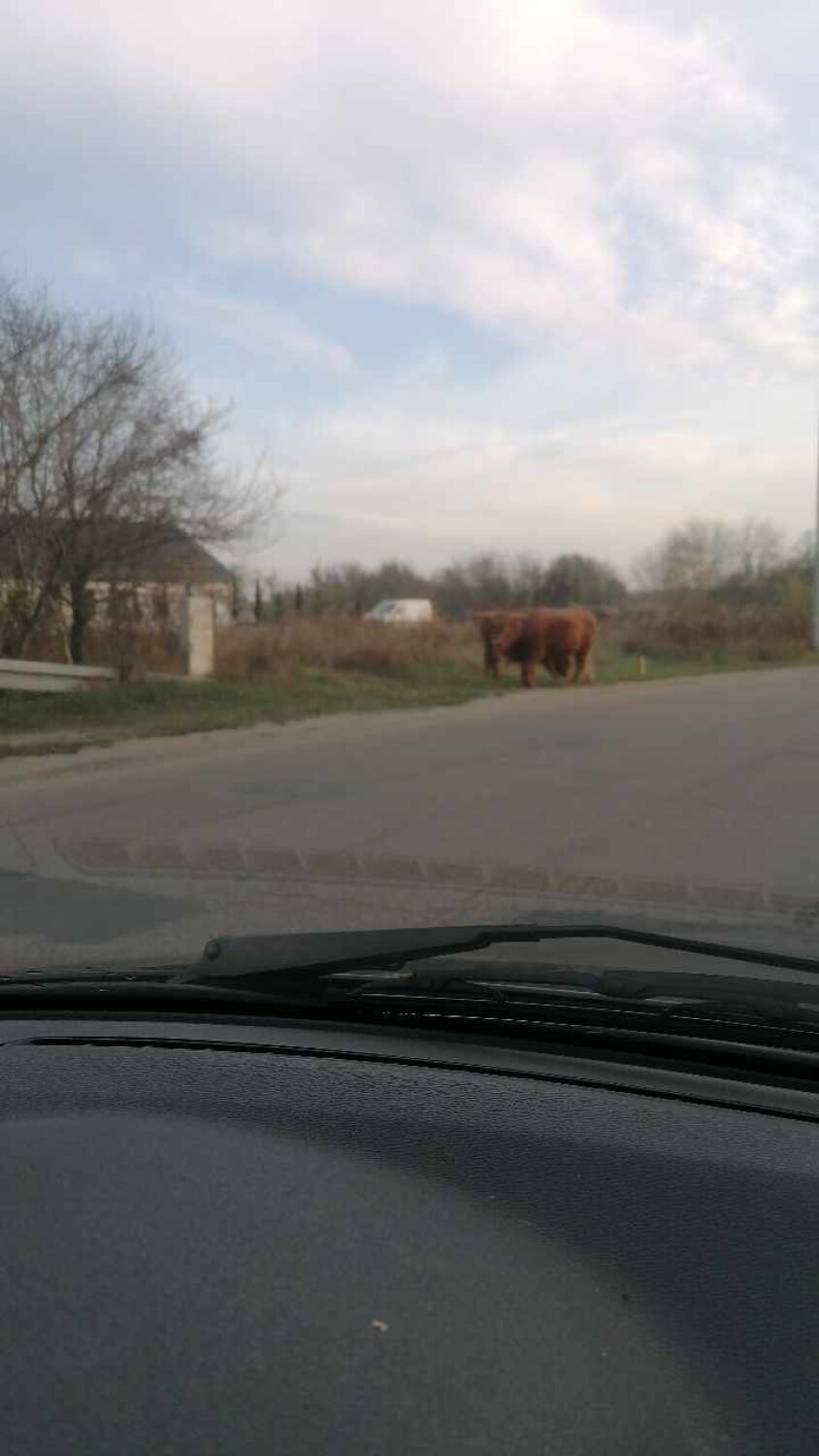 Przy głównej ulicy w Aleksandrowie Kujawski chodzą krowy....