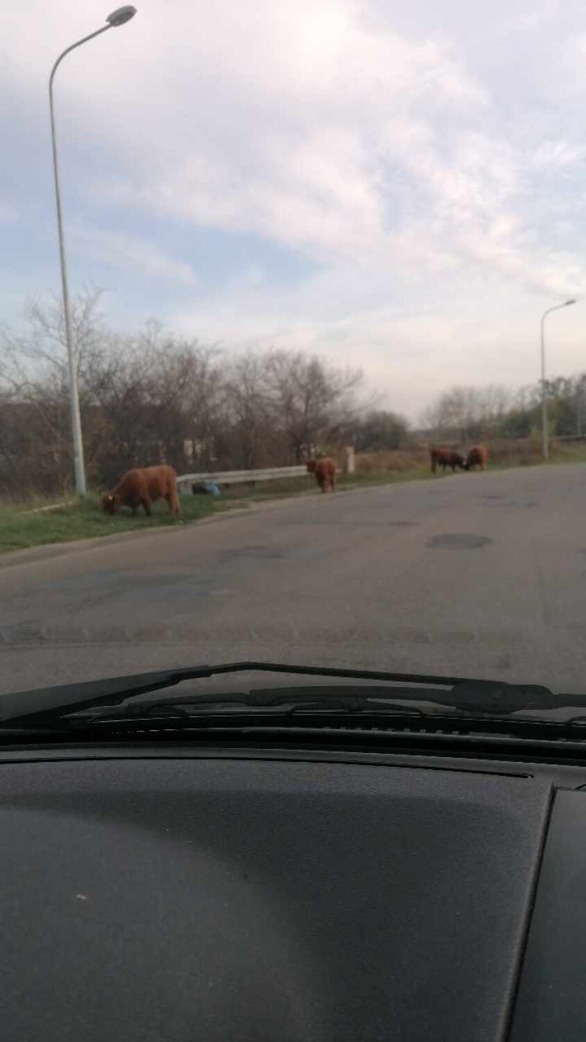 Przy głównej ulicy w Aleksandrowie Kujawski chodzą krowy....
