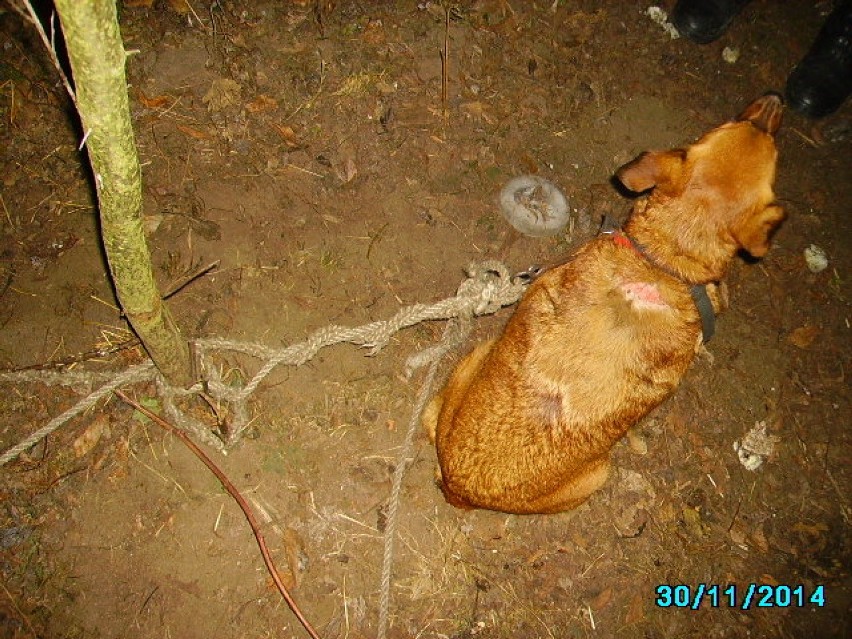 Gdynia - pies przywiązany do drzewa
