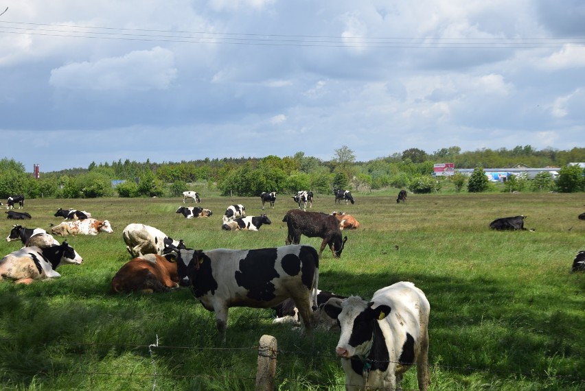 Stado krów pod Sieradzem