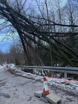 Silny wiatr w Małopolsce. Powalone drzewa i interwencje straży. IMGW ostrzega