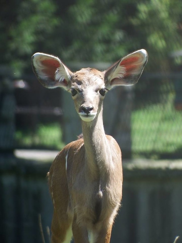13 lipca urodziła się samica kudu