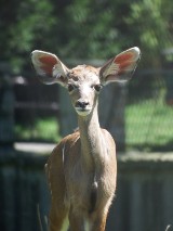 Śląski Ogród Zoologiczny ma nowego mieszkańca - to mała samica kudu