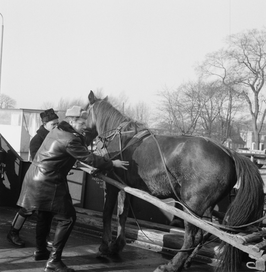 Pasażerowie pomagający wejść koniowi pociągowemu na prom,...