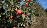72-latek kradł jabłonki, grozi mu więzienie