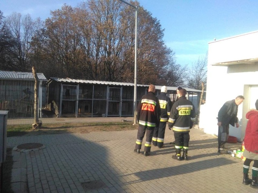 Strażacy odwiedzili podopiecznych schroniska w Wysocku Wielkim