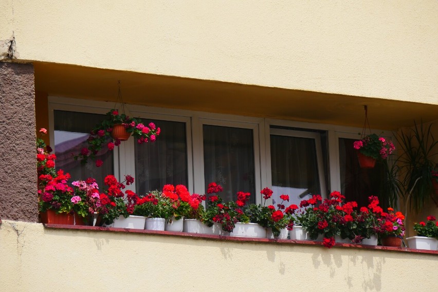 Najpiękniej ukwiecone balkony w centrum Legnicy. Mieszkańcy...