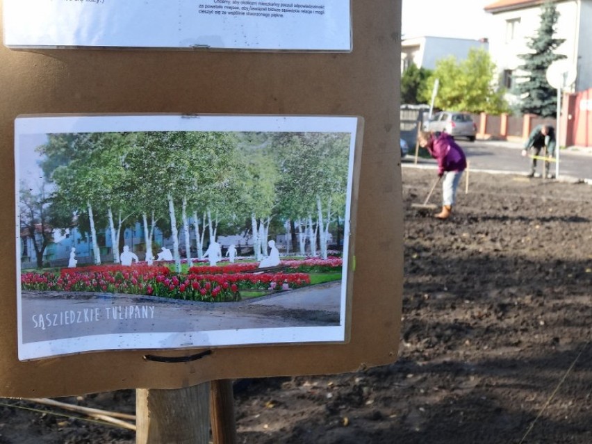 Sąsiedzkie Tulipany w Luboniu