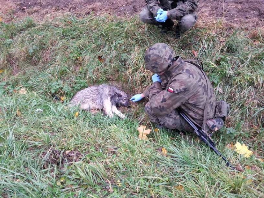 Żołnierze pomogli potrąconemu psu