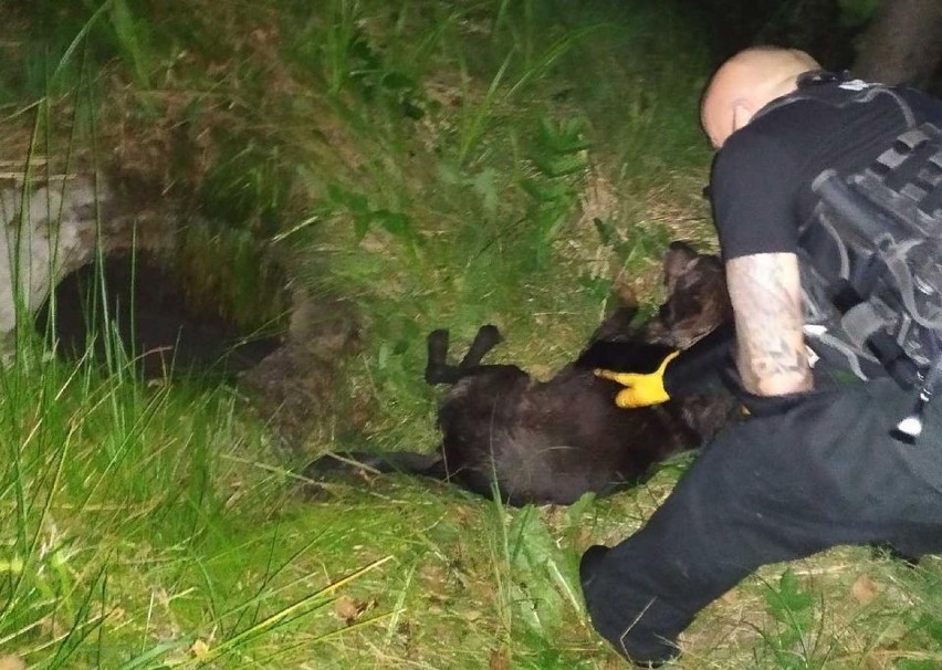 Strażnicy miejscy ze Starachowic uratowali tonącego psa. Błyskawiczna akcja nocna (ZDJĘCIA)