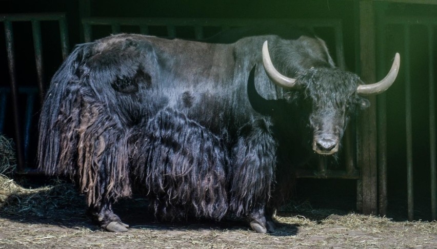 Michał Targowski, dyrektor Gdańskiego Ogrodu Zoologicznego,...