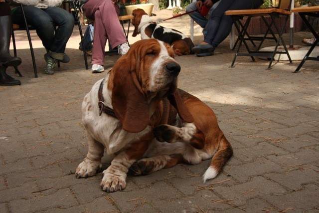 Ogólnopolski Zlot Bassetów Lipiny 2012 [ZDJĘCIA, WIDEO]