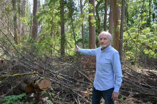 Tysiące powalonych drzew leżą w Puszczy Białowieskiej. Mieszkańcy chcieliby kupić choć część na opał