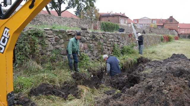 Pomimo wyjątkowo niesprzyjającej pogody, w środę i czwartek, trwała odkrywka archeologiczna na średniowiecznym międzymurzu w Kożuchowie.

Zbliża się termin złożenia wniosku do ministra kultury o dofinansowanie rekonstrukcji murów obronnych na odcinku Plac Jedności Robotniczej - ul. Limanowskiego. W związku z tym odbywały się sondażowe badania archeologiczne.

Krzysztof Raczykowski, sołtys Mirocina Dolnego w środę był świadkiem odkrywki w okolicy Psiej Baszty, a jego zdjęcia pojawiły się na profilu na FB. – Jedna z odkrytych rzeczy mnie totalnie zaskoczyła. Odkopano bowiem  20- letnią głowicę od silnika samochodu. Byłem po prostu w szoku – ekscytuje się sołtys Raczykowski. Choć było mokro, to dzień później zaczęły się intensywne opady deszczu. 

Zdzisław Szukiełowicz mówi, że nie boi się deszczu, jednak warunki czwartkowej odkrywki były niemal ekstremalne. – Nie siedzimy, tylko kopiemy. Przeszliśmy właśnie z rejonu Psiej baszty na basteję na wprost ronda. Kulek muszkietowych jest po prostu pełno, od groma, nie jesteśmy ich w stanie wyłapać. Nie mam czasu rozmawiać gdyż stoję przed koparką! – krzyczy nam w słuchawkę społeczny opiekun zabytków z Kożuchowa, prezes Towarzystwa Przyjaciół Ziemi Kożuchowskiej.

Z archeologiem Jarosławem Lewczukiem rozmawiamy, kiedy już schronił się przed deszczem w samochodzie.  – Tak szczerze, to padam na twarz, ale musieliśmy dzisiaj dokończyć te prace. Woda nas zalewała a pompy ją odprowadzały. I tak od początku. Niestety ten rok nie sprzyja archeologii ani archeologom – mówi J. Lewczuk.

Wykopy powróciły jeszcze w okolice Psiej Baszty, w poszukiwaniu jej fundamentów. Chodzi o rejon, gdzie wysypał się fragment wewnętrznego muru obronnego. 
-&nbsp;Znaleźliśmy narożnik, mały i szczątkowo zachowany. Wszystko zostało bardzo mocno zniszczone i wybrane. Ocalał jedynie relikt ławy fundamentowej. Tak to trzeba ująć.  Wszystko byłoby fajnie, jednak strasznie pada i jest mokro. Musimy to już zakończyć, gdyż dalej nie da rady pracować w takich warunkach. Kopaliśmy także dziś na istniejącej bastei, gdzie 15 września odkryliśmy posadzkę dwa metry poniżej gruntu. Pod względem badawczym teraz nic nowego nie wyszło. Odkryliśmy jednak dużą ilość ołowianych kul muszkietowych. Kilkadziesiąt sztuk. Zadziwiająca jest aż taka ich ilość w jednym miejscu. 

Przed Domkiem Kata odkryto także relikty fundamentów bastei. Wszystko prawdopodobnie rozebrane w XIX wieku bardzo zniszczone. - Tylko co zdążyliśmy to udokumentować, a woda znów wszystko zakryła. Nie ma lekko – żali się archeolog z Zielonej Góry. 



Magazyn informacyjny w GL TV

