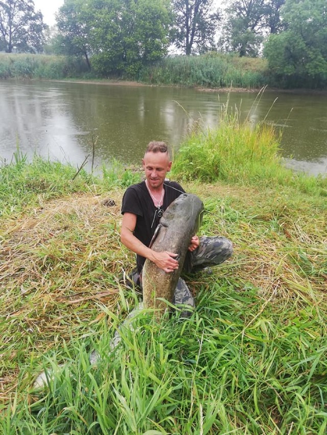 Tomasz Gaba złowił w Warcie suma, który ważył 30 kg (1.08.2019).