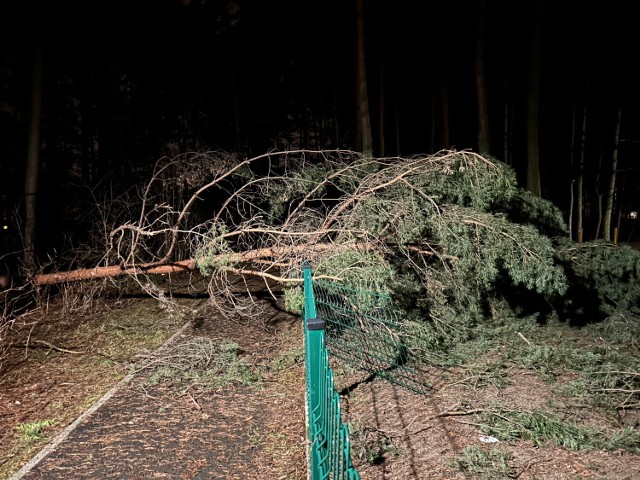 Połamane drzewa i gałęzie w Dolince w Olkuszu